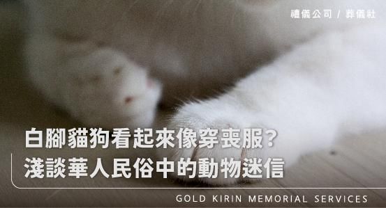 白腳貓狗看起來像穿喪服？淺談華人民俗中的動物迷信